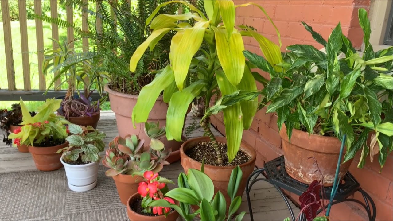 Taking Houseplants Outside for Summer Iowa PBS